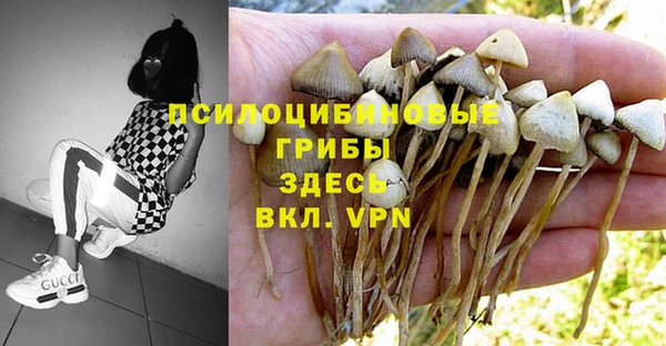 ПСИЛОЦИБИНОВЫЕ ГРИБЫ Новокубанск